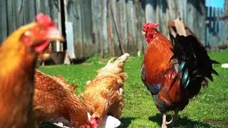 These Poultry Mortality Solutions Will Save Your Flock| Smart Agri Hub