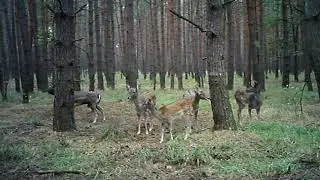 Daniel, bekowisko to okres godowy u danieli.