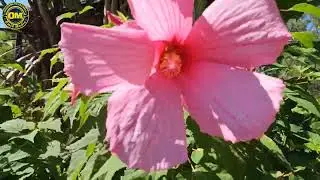A trip to Blue Lotus Water Garden #mustvisit