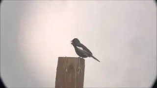 Lark Bunting