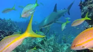 SeaLife Underwater Cameras | Diving in reefs with SeaLife Micro HD+