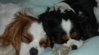 Special King Charles Cavalier photos