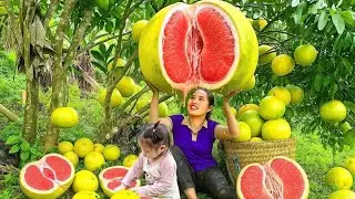 Hardworking Family Harvest Day | Single Mom & Kids Collect Grapefruits&rdquo;