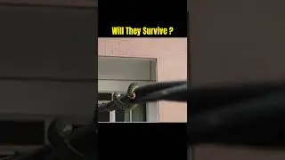 Will They Survive? #shorts #pathon #adventure #thriller #movie #drama #survivor #survival #snake