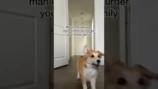 Corgi Panic! | Tofu the Corgi | #shorts #corgi
