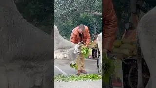 Must watch family🙏🥹 #savehumanity #humanity #help #respect #viralvideo #emotional
