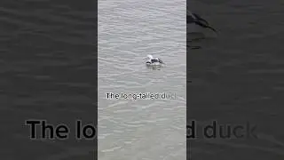 The long-tailed duck (Clangula hyemalis) ✨️