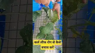 How to care from curl leaf disease| Cucumber curl Leaf bimari se bachay#cucumber #garden