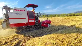 ধান কাটা হারভেস্টার মাঠে কাজ করছে 🌾 | Rice Harvester Working in Village | Real Farming Video