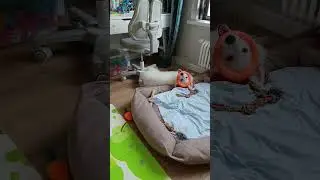 Лежанка на вырост #бшо #собака #овчарка #cat #cute #puppy #crush #семья #love #animals