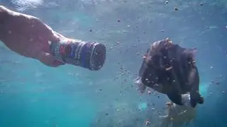 JBL Expedition Indischer Ozean 2018 - Fressen Riffbewohner in freier Wildbahn Aquarienfischfutter?
