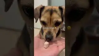 😅#share #shorts #short #viralvideo #video #funny #reels #trending #train #dog #youtubeshorts #love