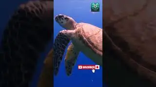 Tracking a Sea Turtle's Migration.💕🐢Life  and Nature #shortsvideo #turtles #sea