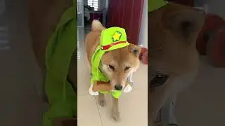Dog fashion show🐕 #dog#funny#funnyanimals#funnypets#animals&nbsp;&nbsp;#pet&nbsp;#foryou&nbsp;#longervideos