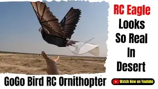 Gogo Bird RC Eagle First Flight in UAE Desert - Best RC Bird