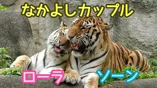アムールトラ　ソーンくんとローラちゃん　イチャイチャカップルです【浜松市動物園】Amur tiger Son-kun Lora-chan Hamamatsu Zoo