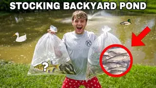 STOCKING HUNDREDS of LIVE SHINERS for My BackYard BAIT POND!!