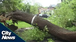 Falling trees and swamped cars after heavy rainfall in Winnipeg