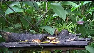 New Cam Species: Social Flycatcher &ndash; July 30, 2019