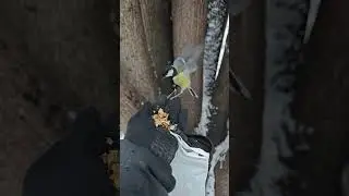 Синичка топает ножкой и поправляет крылья 🤔😃 Chickadee thumbs and flaps