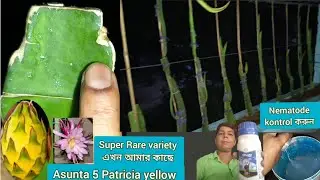 Asunta 5 Patricia yellow dragon fruit  ।। Asunta 5 Patricia yellow variety এখন আমার বাগানে  !