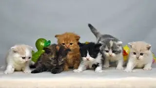 AT*Palace DaLiCats ❤ Babys U ❤ *25/12/2025 ❤ British Short-Longhair Kittens in Vienna ❤ 35 days old