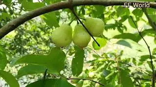 Loquat frtuits #shortvideo #fruit #food #farming #short #nature #eat #beautiful #beauty #nice #all
