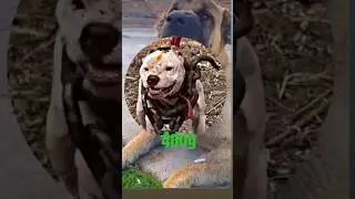 Pitbull VS argentino #shorts @RitikDogKennel177&nbsp; @ritikdoglover8914&nbsp; #viralvideo #short