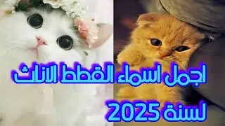 اجمل اسماء القطط الاناث لسنة ٢٠٢٥ The most beautiful female cat names for the year 2025