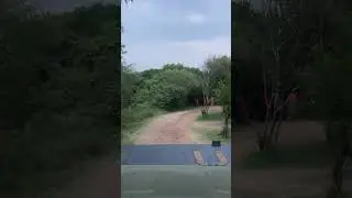 Driveway to Entim camp in the Masai Mara
