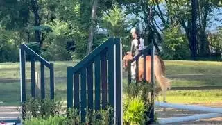 Quid Pro Quo- Cross rail Champion @ HITS