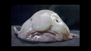Strange but true&hellip;Top 13 of the ugliest animals on the planet