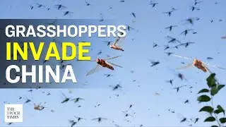 China Sees Grasshopper Plague, Huge Agricultural Losses | CCP Virus | Coronavirus | Epoch News