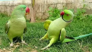 Rhyme Journey Of Bird Breeding Farm To The Act OfBenevolence / Enjoying With Exotic Birds.