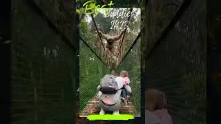 Playful Gibbon Ape crossing the bridge and look what this family did. #shorts #Apes #viral #animals