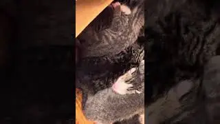 8 kittens &bull; 3 days old. #4K
