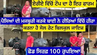 ਏਰੀਏ ਵਿੱਚੋਂ ਟੌਪ ਦਾ ਹੈ ਇਹ ਫਾਰਮ ਪੈਸਿਆਂ ਦੀ ਮਜਬੂਰੀ ਕਰਕੇ ਬਾਈ ਨੇ ਹੀਰਿਆਂ ਵਿੱਚੋਂ 1 ਹੀਰਾ ਕਰਨਾ ਹੈ ਸੇਲ ਛੋਡ 100…