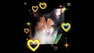 𝑷𝒊𝒔𝒊𝒄𝒊𝒍𝒆 𝒎𝒆𝒍𝒆  #cat