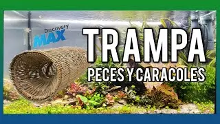 🟢 TRAMPA para Peces 🐟 y caracoles🐌  CASERA-=l[ MiTu HD ]l=-