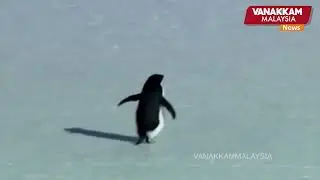 Nihilist Penguin&rsquo; trend goes viral: penguin walks away from colony toward death in 2007 video