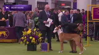 Ibizan Hounds | Breed Judging 2026