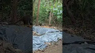 Unlikely companions? Coati and Agouti feeding together