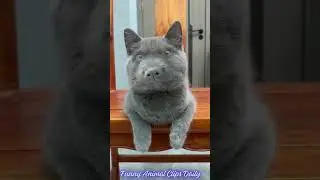 😂😍🥰 #viral #foryou #funnyanimals #funnydogs #funnycats #animals #cats #dogs #animalsdaily