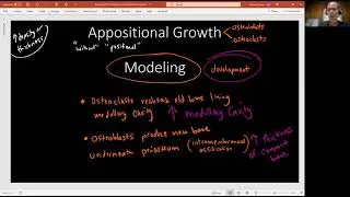 Biology 2010 Ch  6 Bone Tissue and Skeletal System Appositional Growth (Video 10)