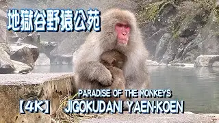 [ Snow Monkey Park]【地獄谷野猿公苑】 この日🐵たち大量におりまして歩くと踏んずけてしまうほどです😊 今回猿🐵達だけを見て欲しくて再編集しました テロップ・BGMは なしです【4K】
