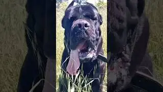 BIG TONGUE #short #shorts