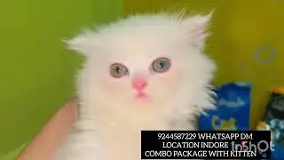Top quality kittens for selling indore ll drools catfood combo package with kitten available cat sel