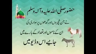 Hazrat Muhammad SAW ke sawari, name of pony and donkey of Prophet Muhammad (pbuh)