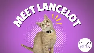 Meet Lancelot - The 4 Tooth Wonder Cat