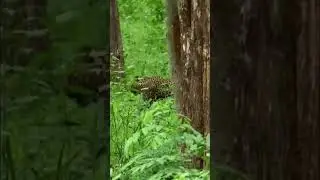 Leopard in Action #forestsafari #Nagerhole #kabini